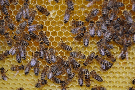 honey before harvest